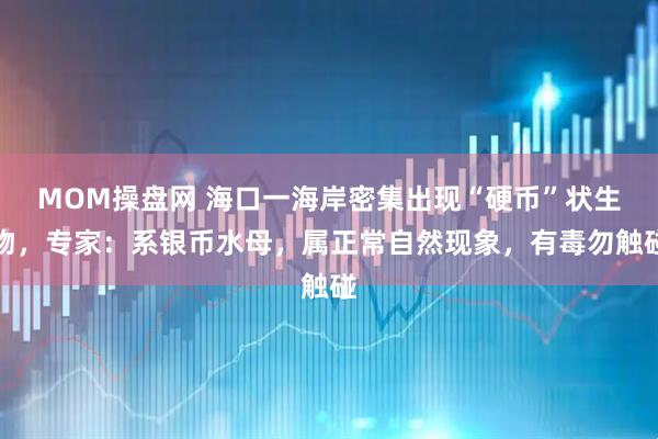 MOM操盘网 海口一海岸密集出现“硬币”状生物，专家：系银币水母，属正常自然现象，有毒勿触碰